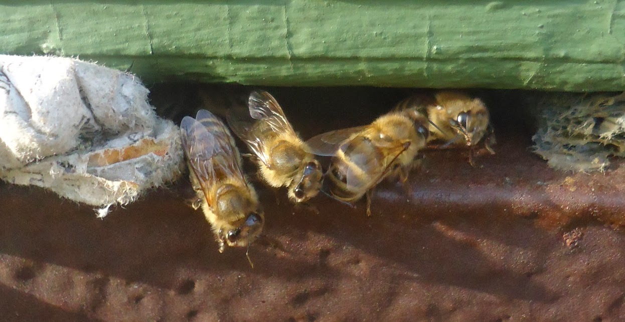 Warum der Klumpen in der Kehle bei den Parasiten